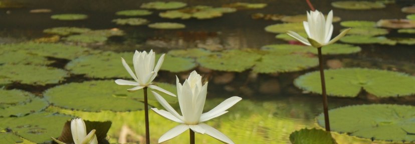 Tantra-beleving-lotusbloem